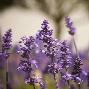 Flowers in soft light